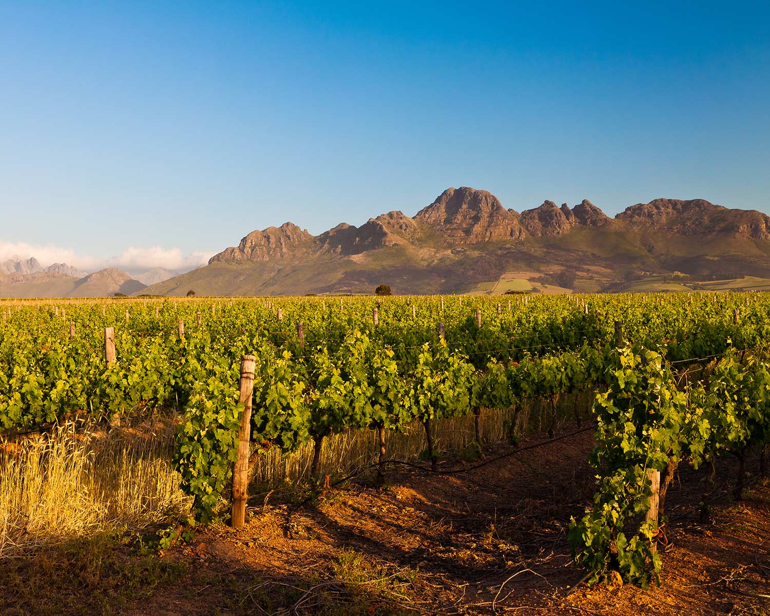Stellenbosch vignoble
