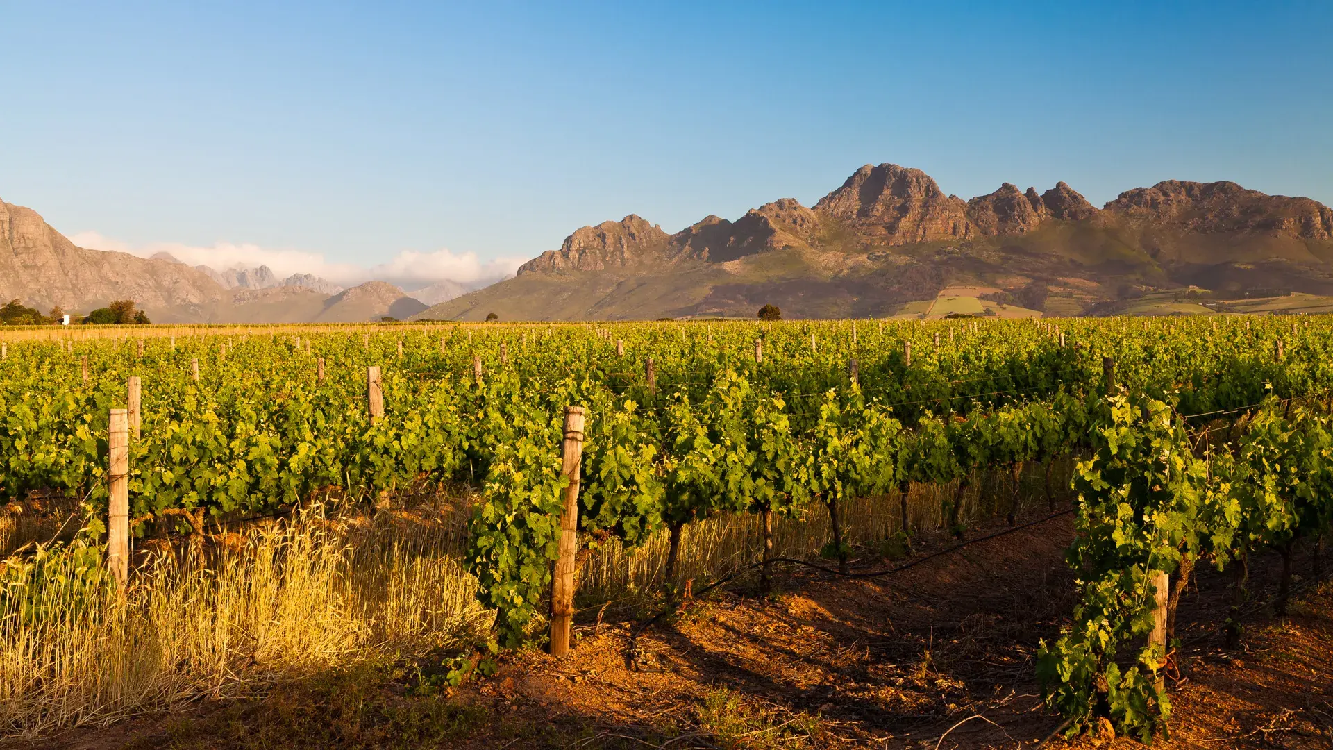 Vignoble