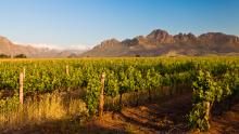 Vignoble